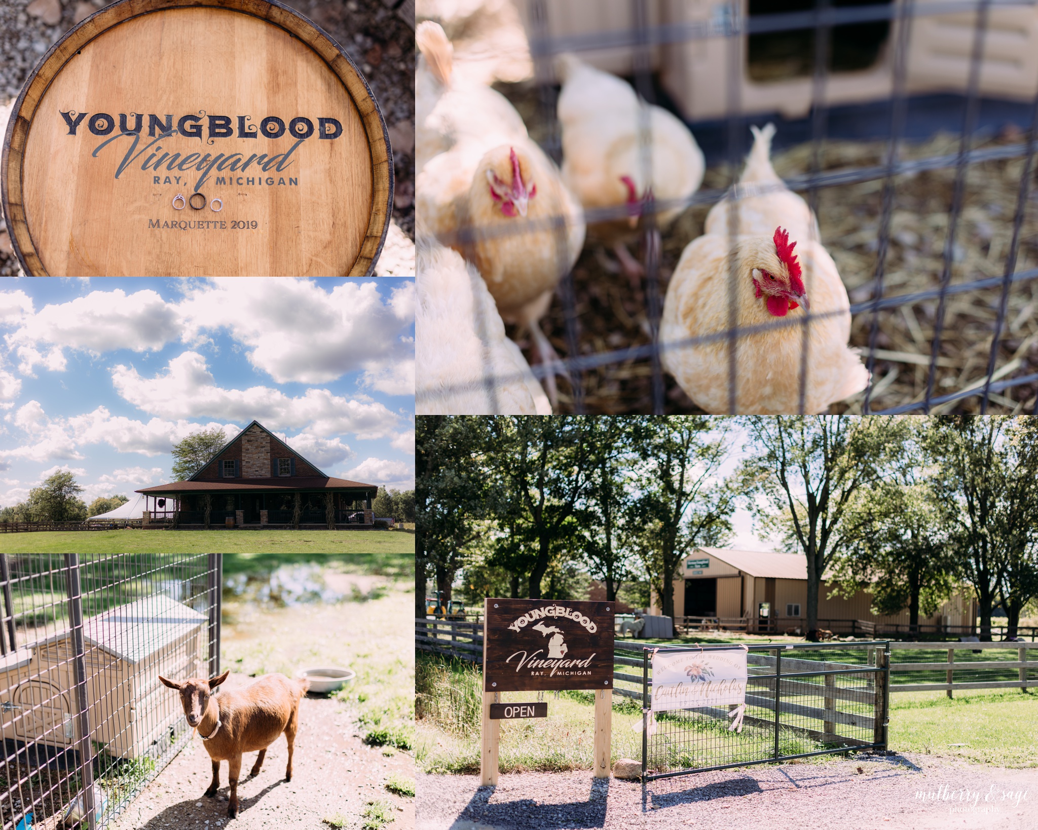 youngblood vineyard wedding